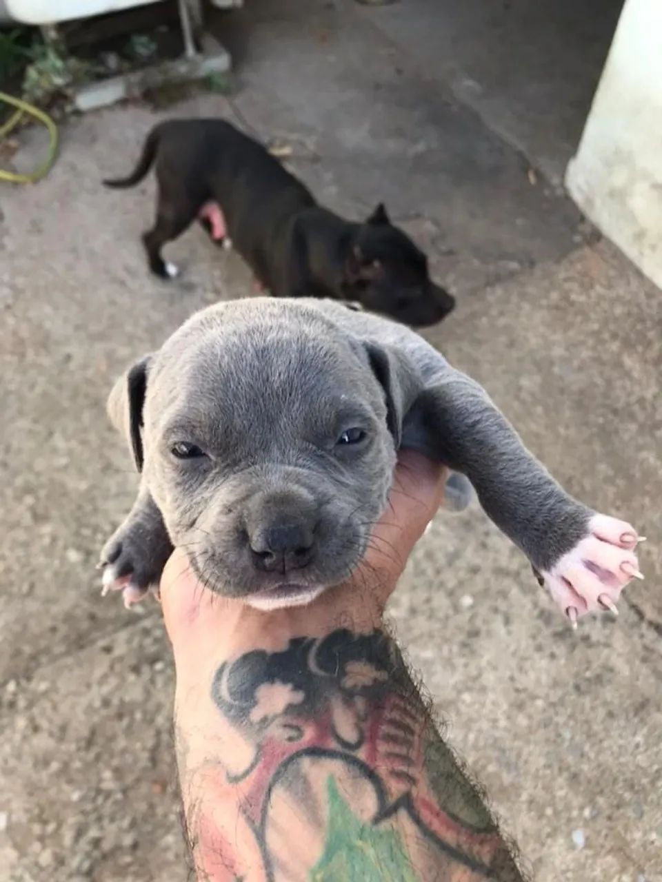 Filhotes de American Bully. Contato * - Foto 5