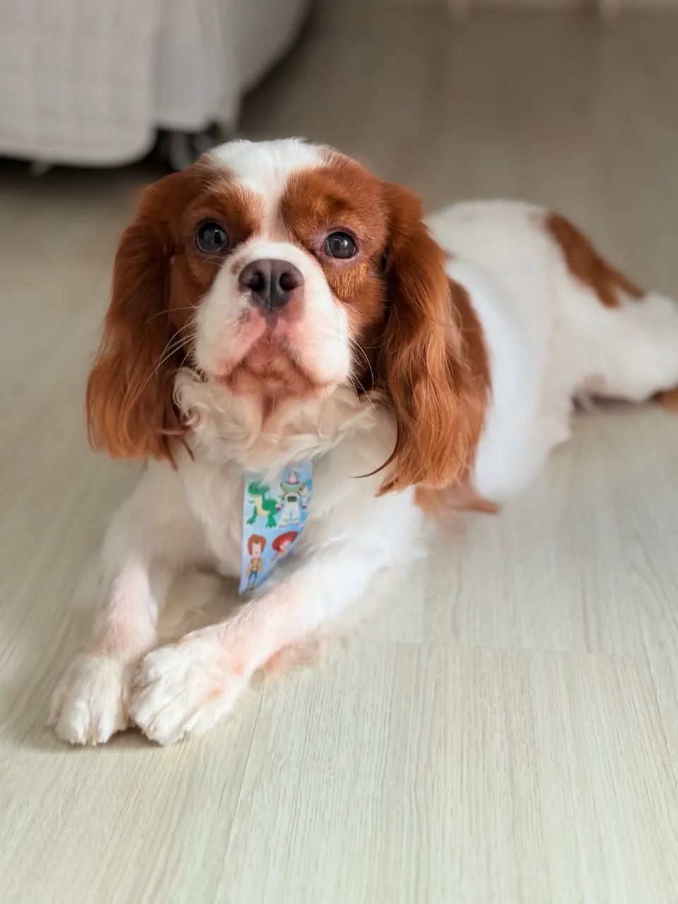 Cavalier King Charles Spaniel