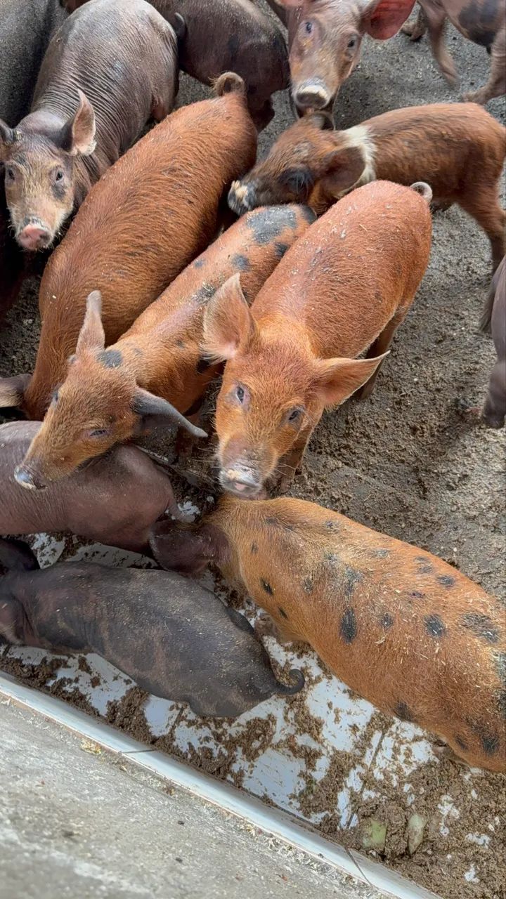 Leitões e Leitoas a partir de 170,00 - Foto 5