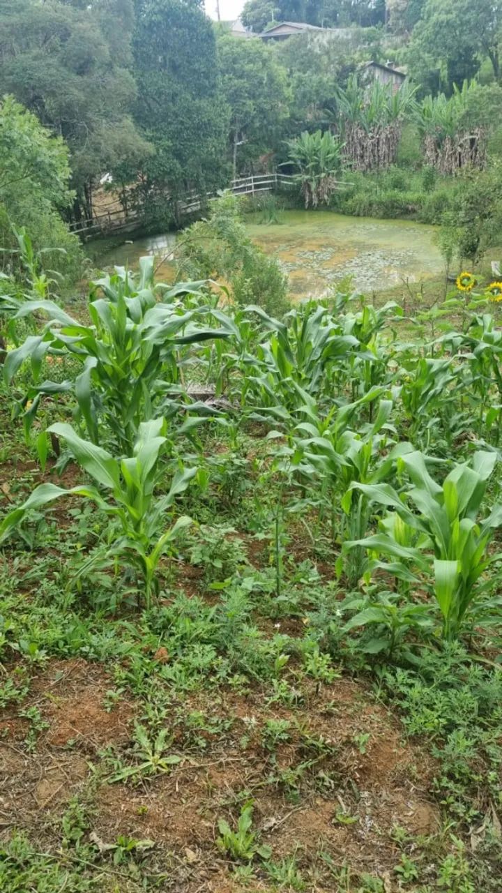 CHÁCARA À VENDA - EXCELENTE OPORTUNIDADE  - Foto 2
