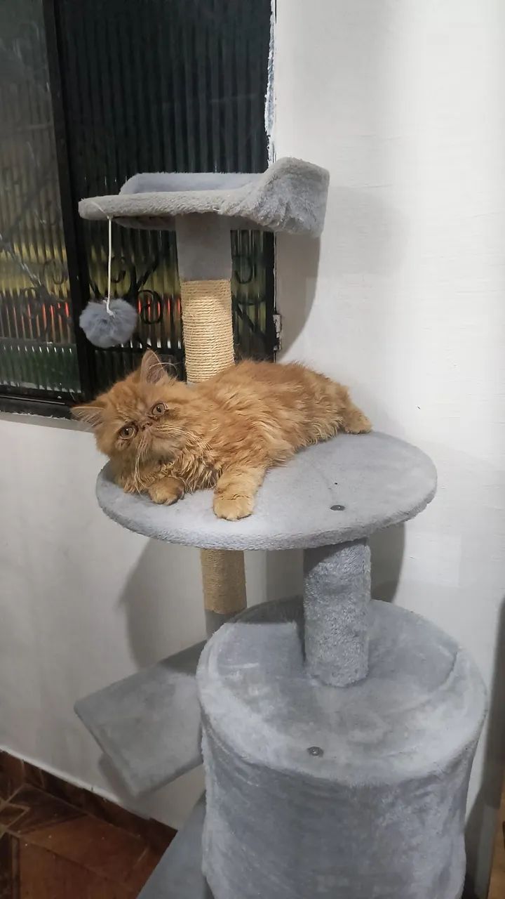 Gata Persa  - Foto 2