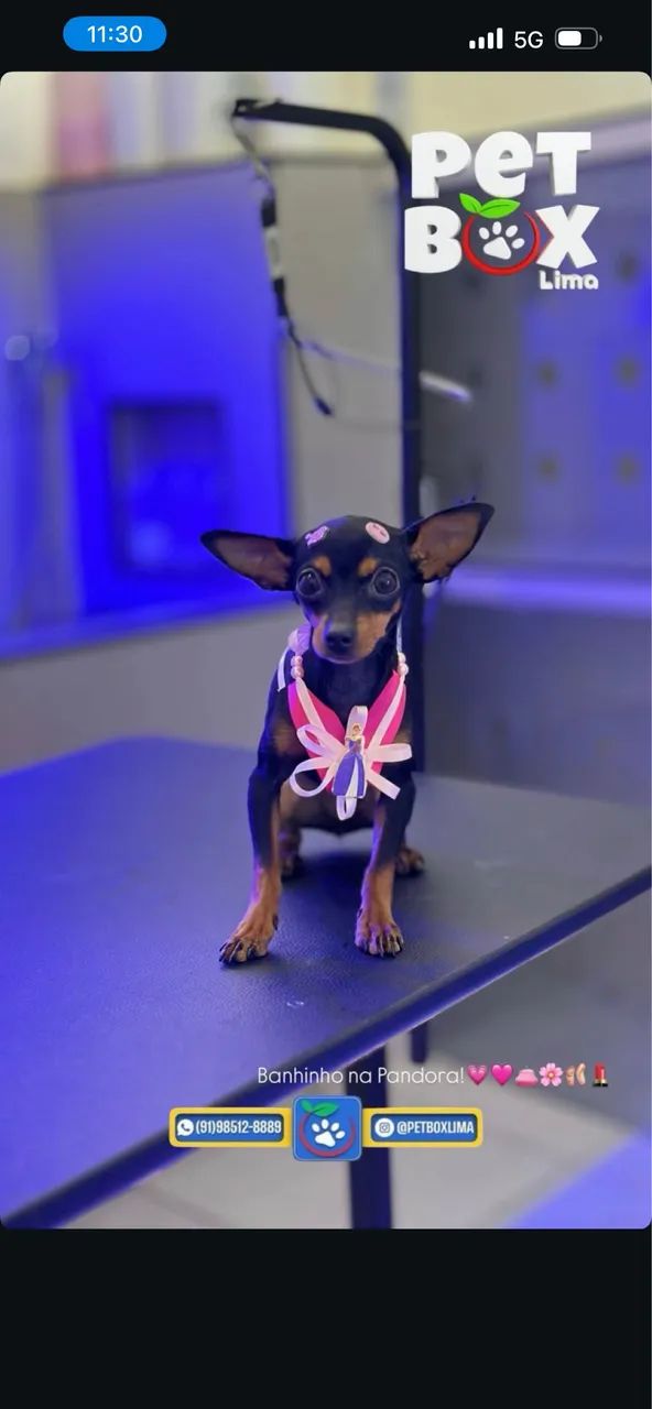 Cachorra Pincher 