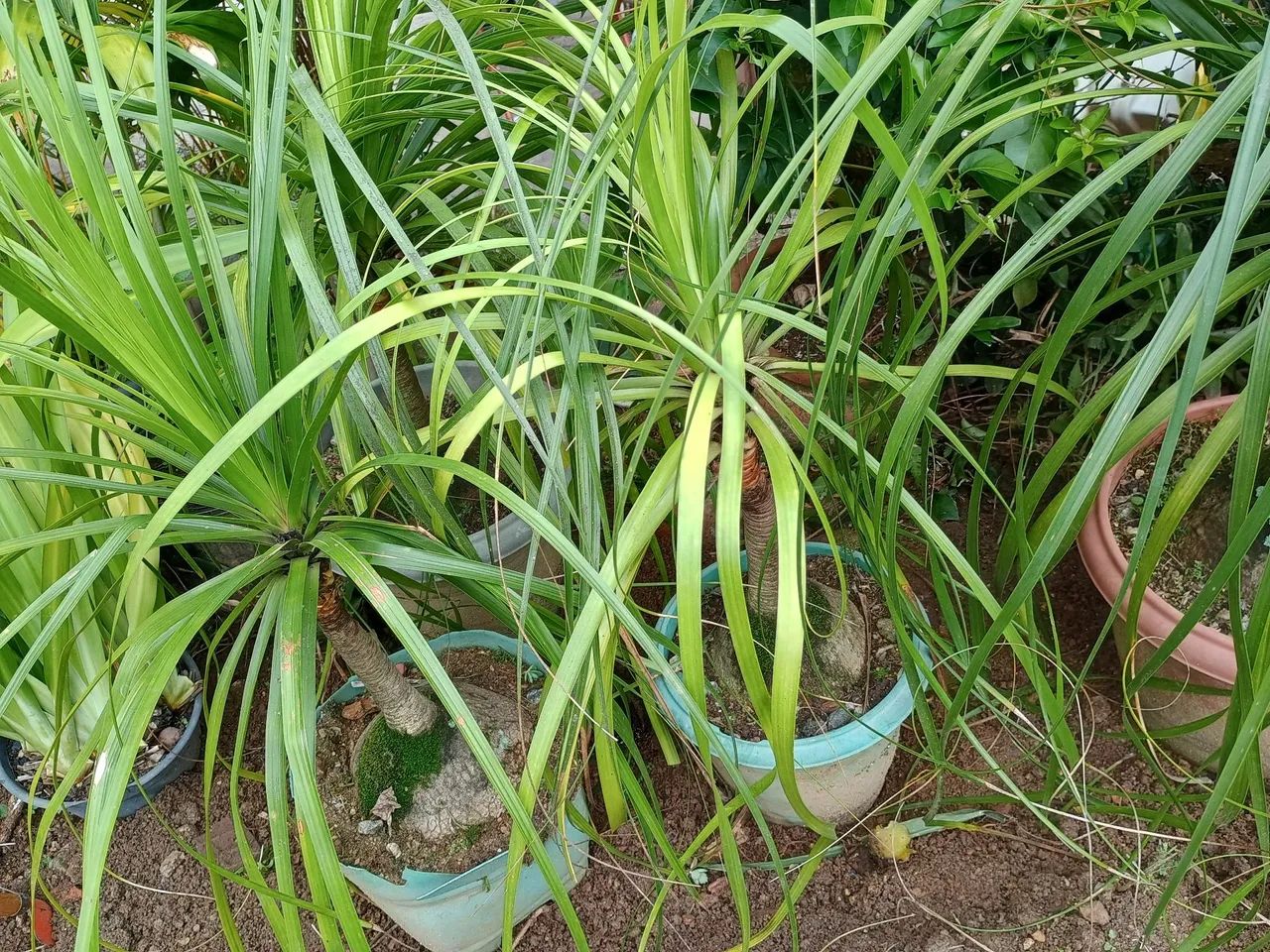Lindas plantas pata de elefante. - Foto 4