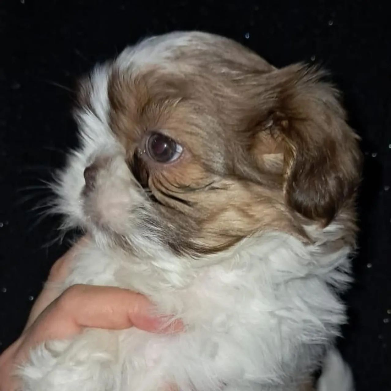Shitzu mini macho  - Foto 2