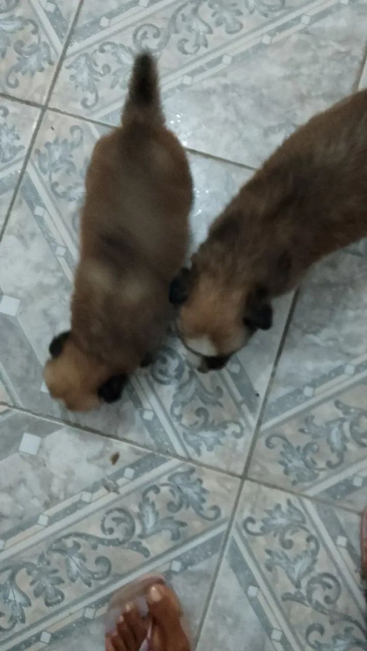 Husky siberiano