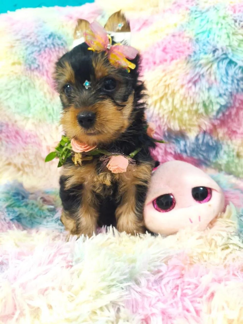 LINDOS FILHOTES DE YORKSHIRE  - Foto 3