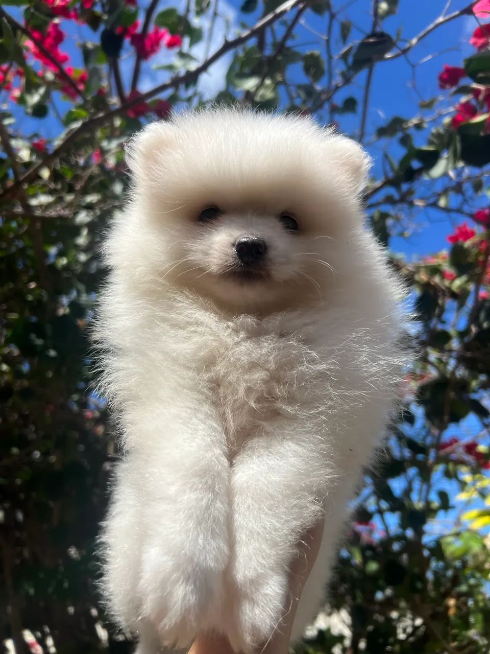 Spitz alemão  - Foto 5