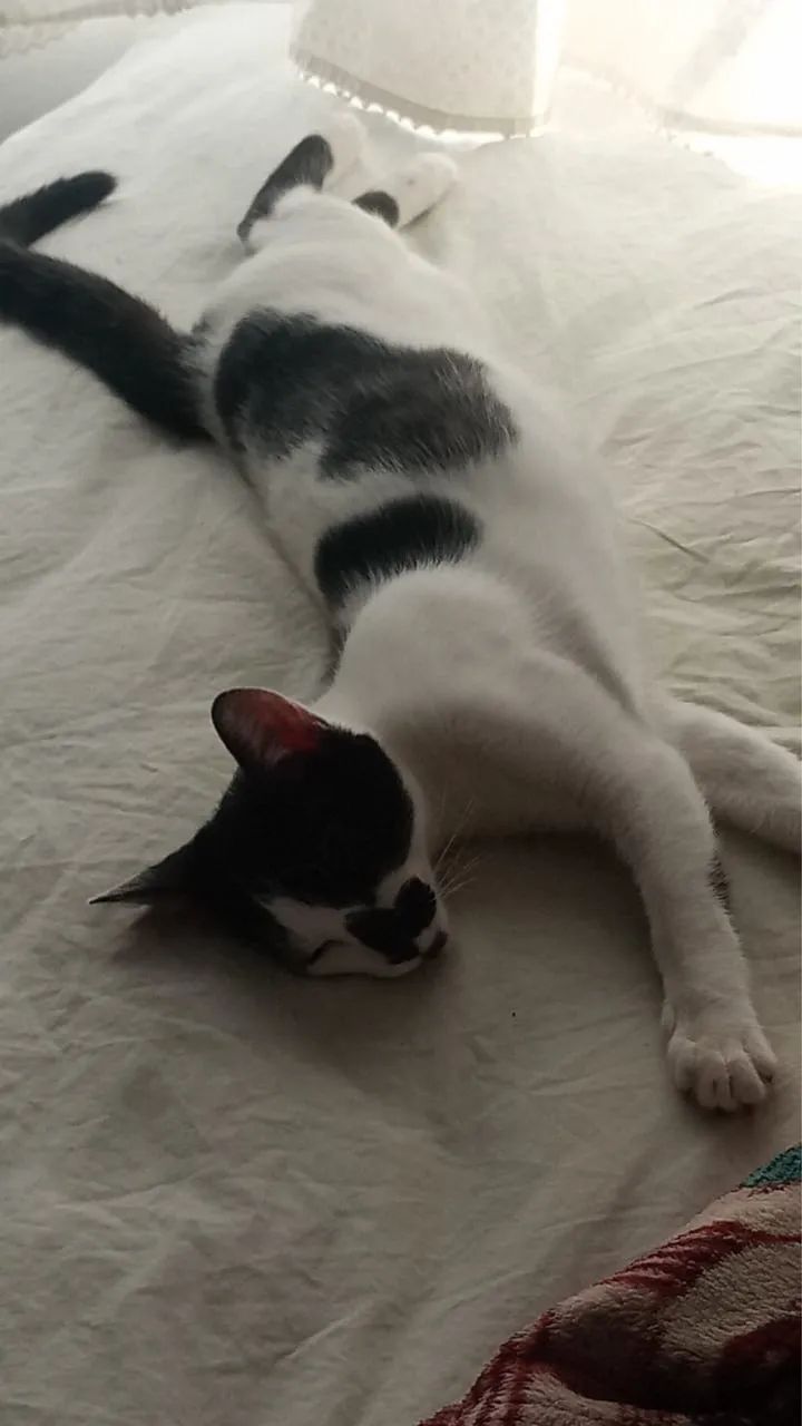 Doação de duas gatinhas dóceis  - Foto 3