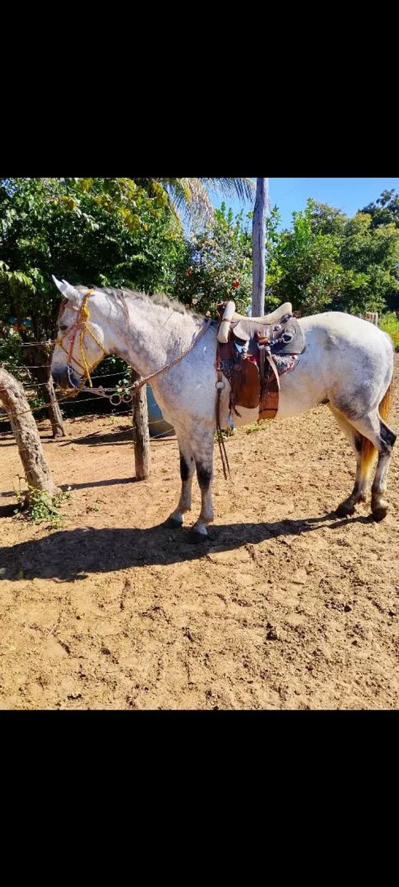 Cavalo manga larga com quarto de milha castrado!! - Foto 2