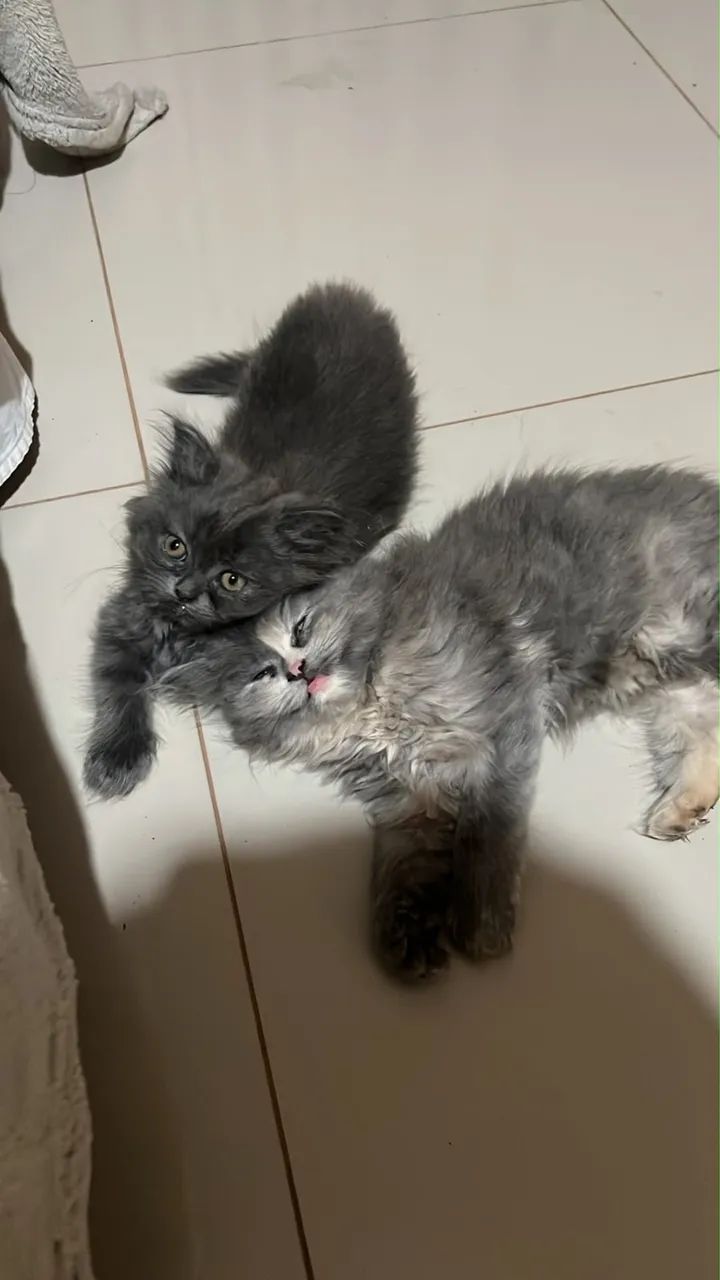 Gato Persa filhote - Foto 4