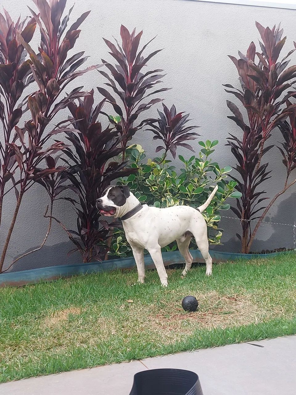 Doação  - Foto 4