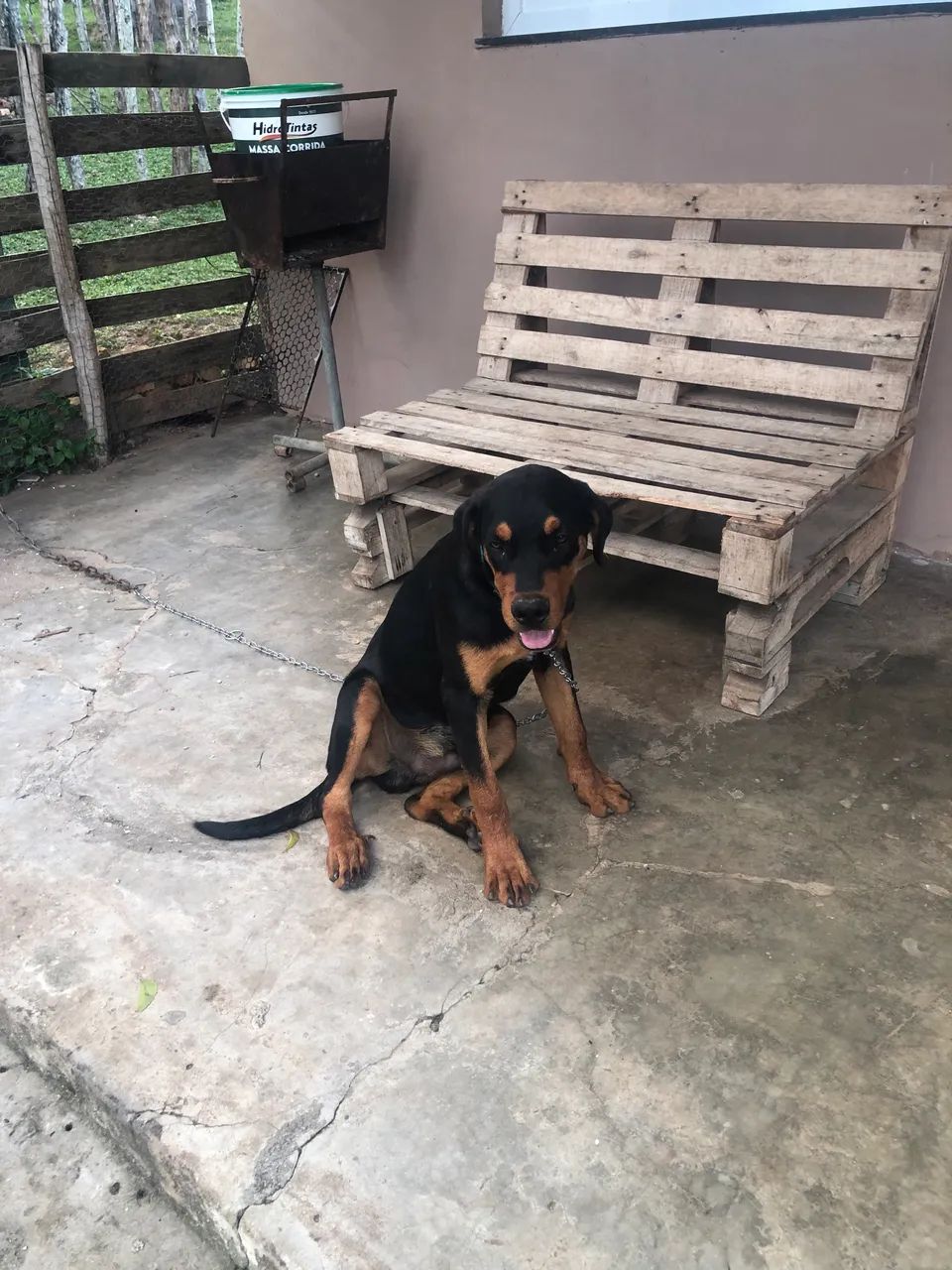 Rottweiler  - Foto 3