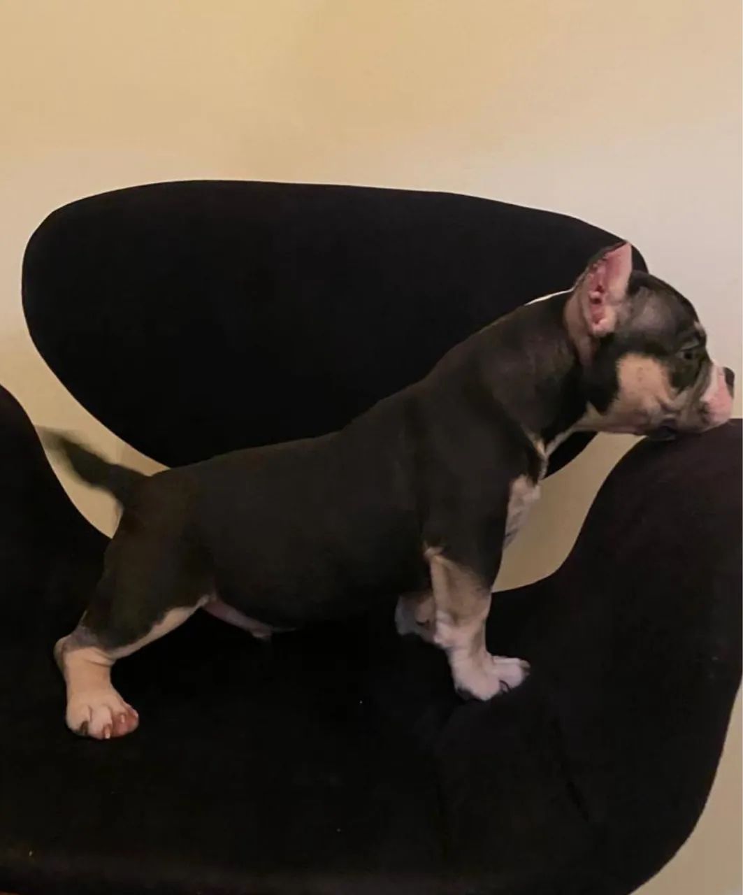 Filhote American Bully 
