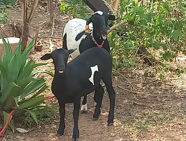 VENDO OVELHAS - Foto 2