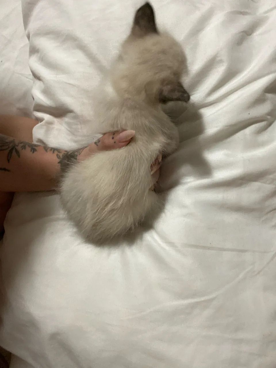 Gatinhas para adoção responsável  - Foto 4