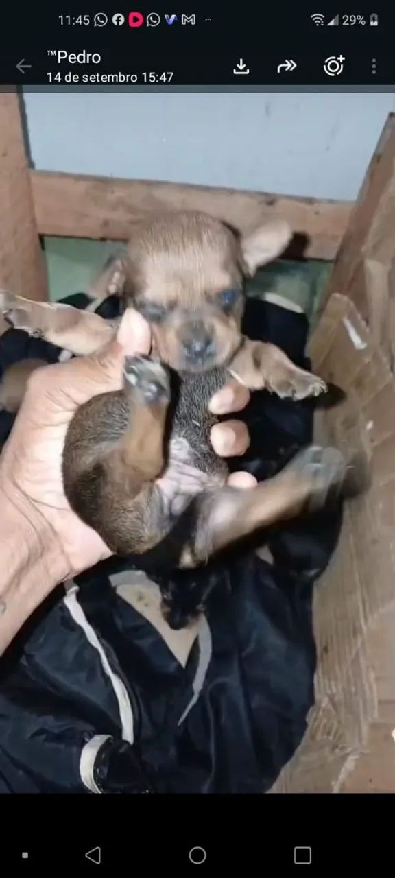 Cachorro  - Foto 2
