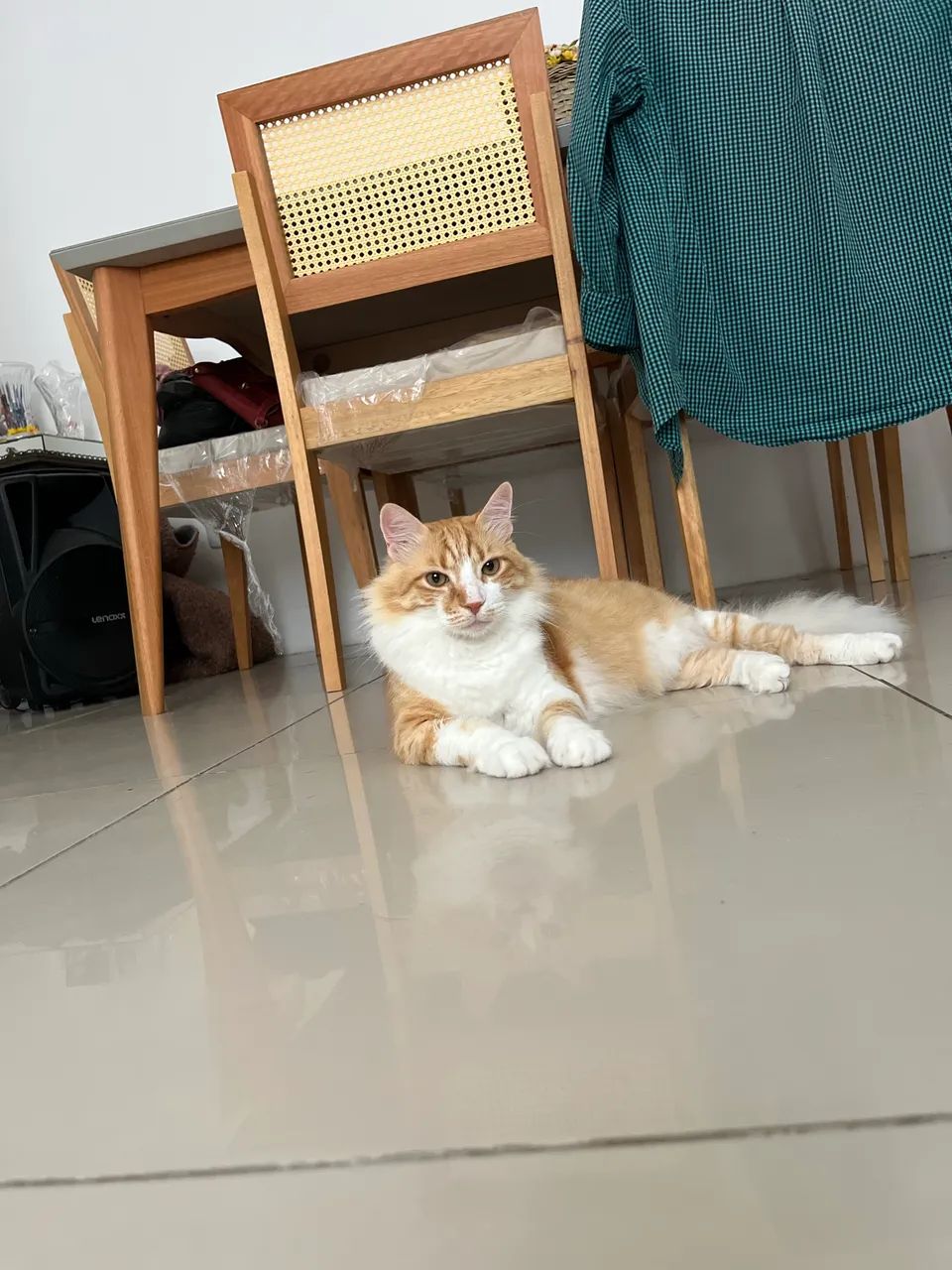 Gato amarelo castrado  - Foto 3