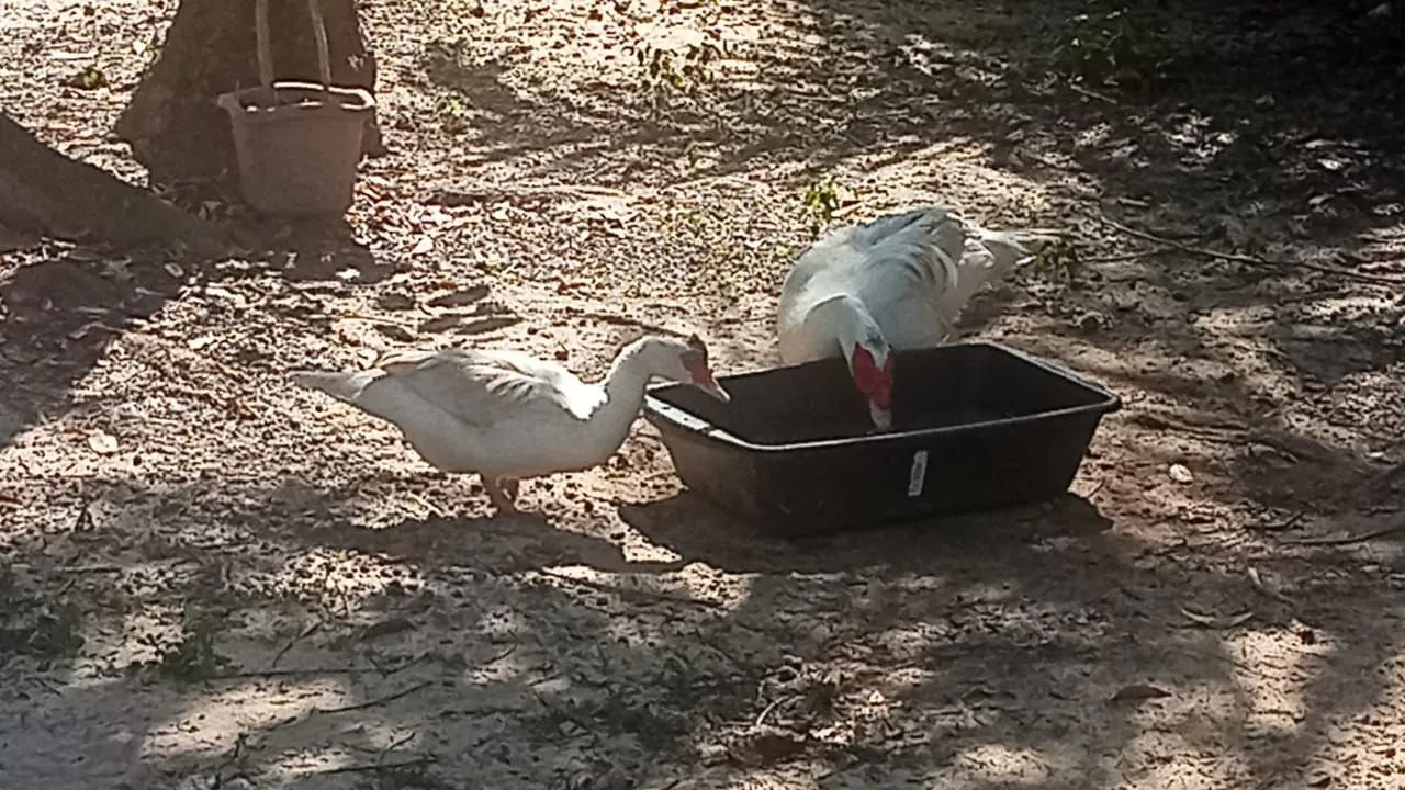 Patos - Foto 3