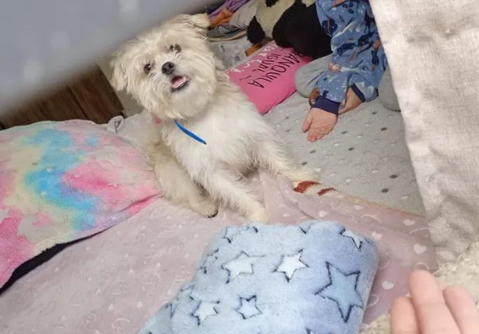 Cachorro  - Foto 2