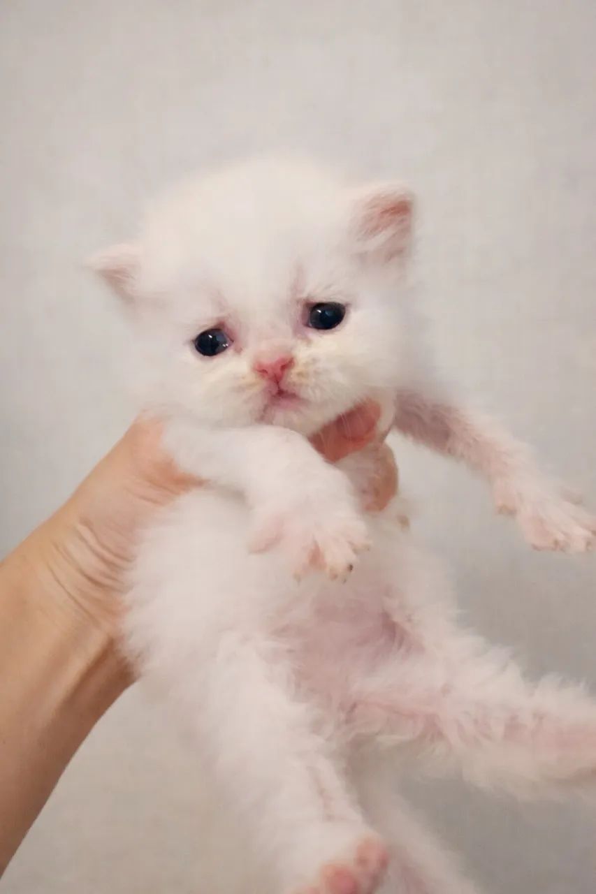 Gata persa hembra65203909154691120