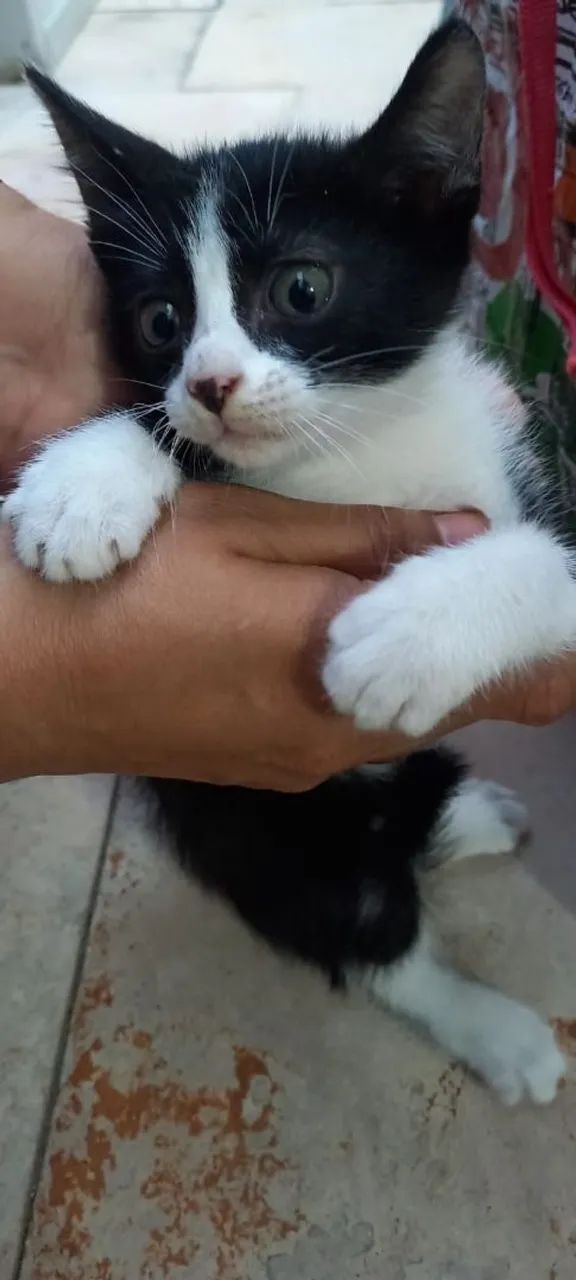 Gatinho para adoção 