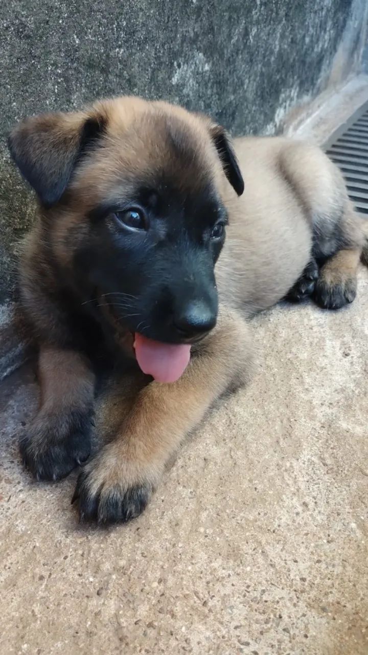 Pastor Belga malinois  - Foto 4