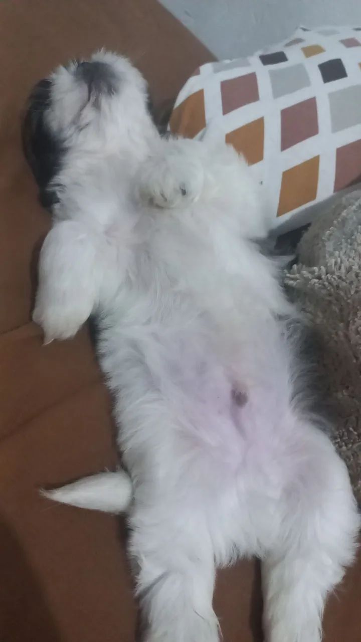 Shitzu  - Foto 3