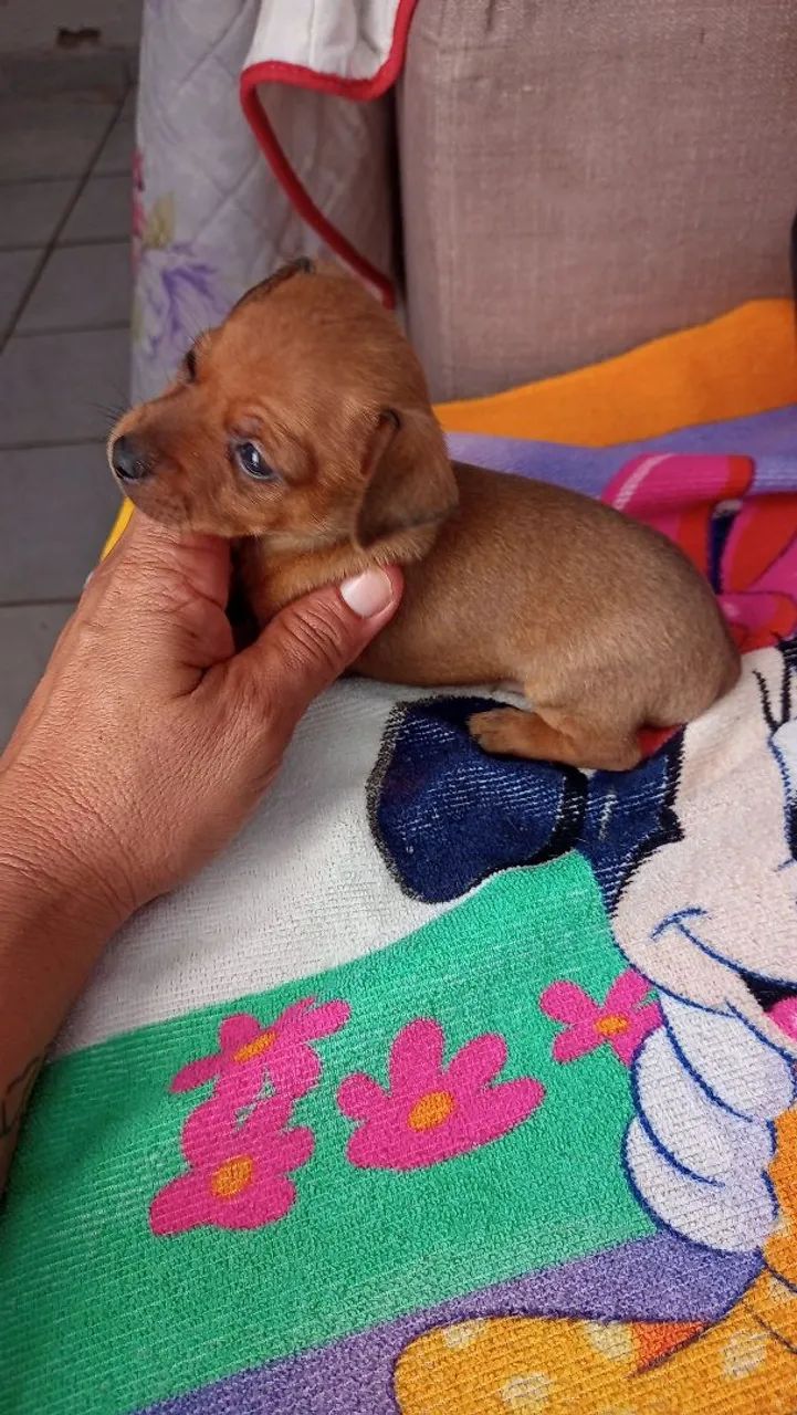 Pinscher macho número 1