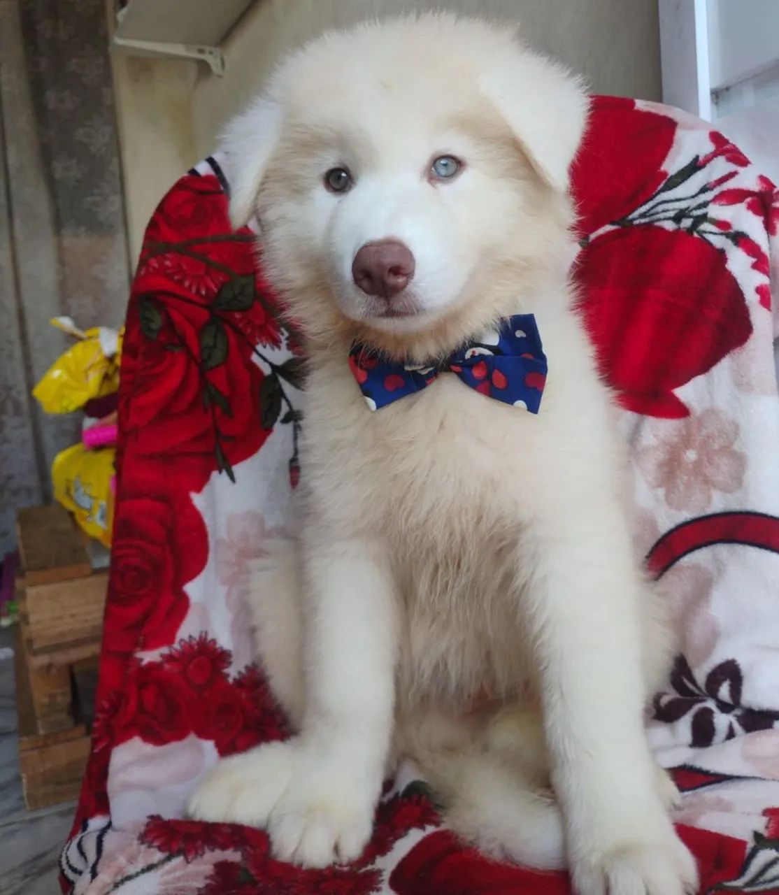 Husky Sibériano  - Foto 3