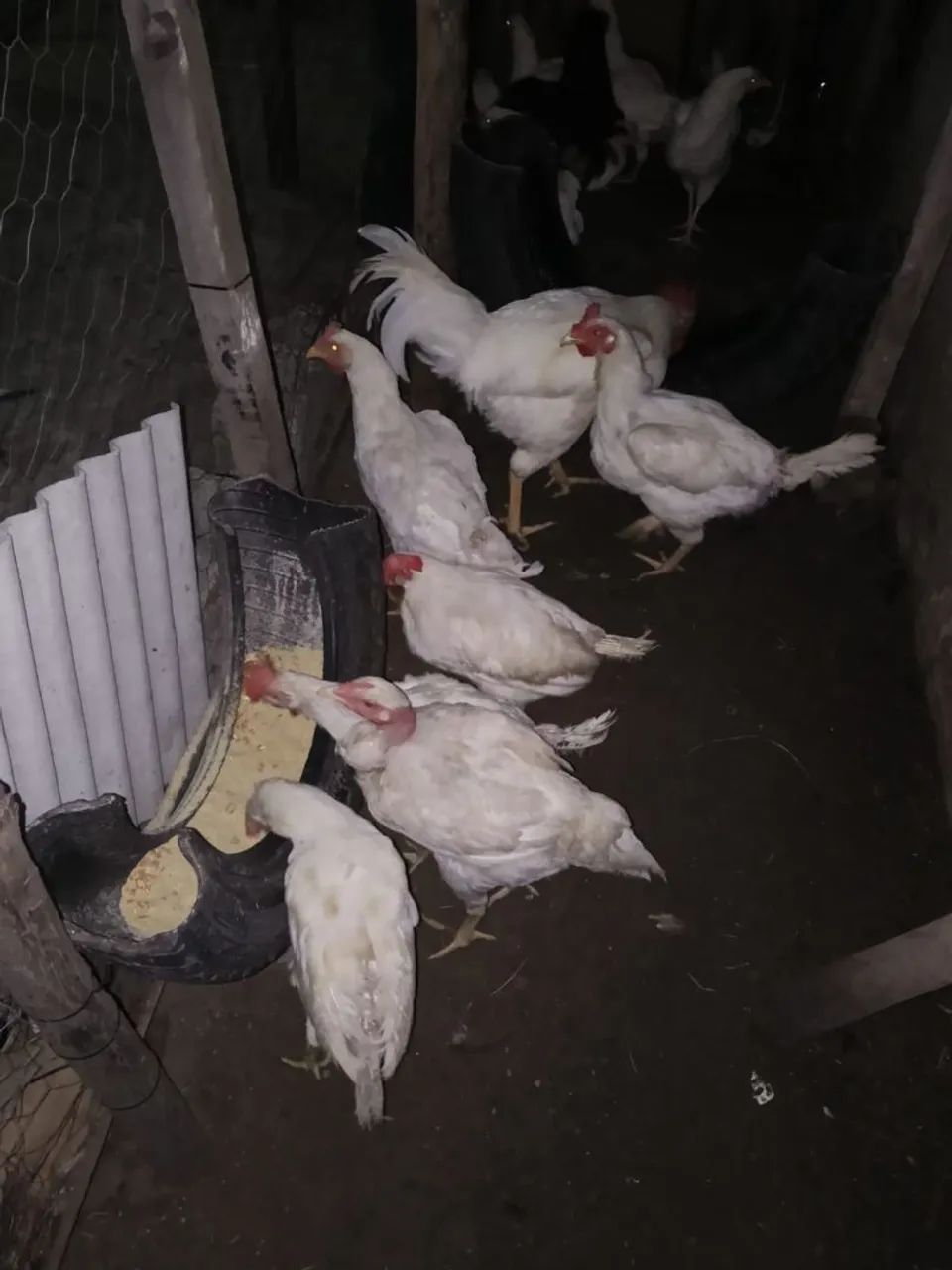 Galinhas poedeira e 1 galo