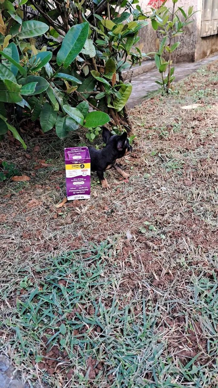 Miudinho pinscher zero  - Foto 2