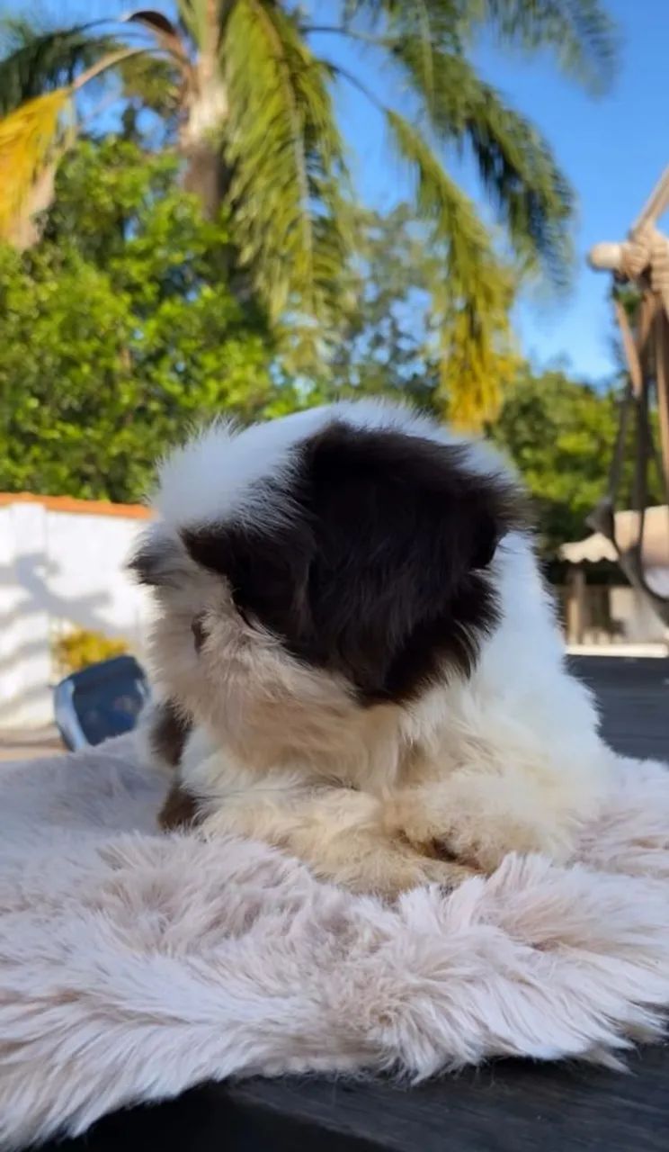Shihtzu  - Foto 3