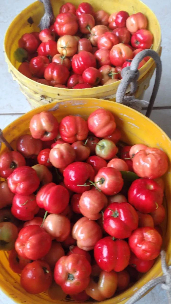 Acerola 