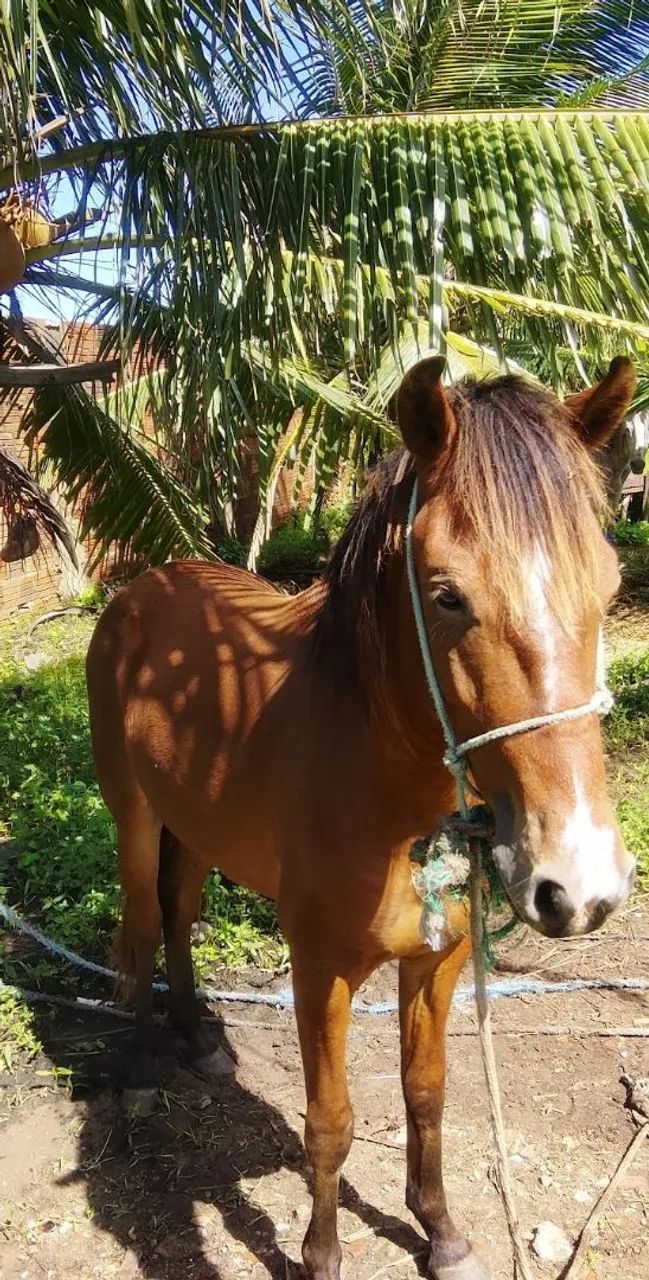 Cavalo  - Foto 3
