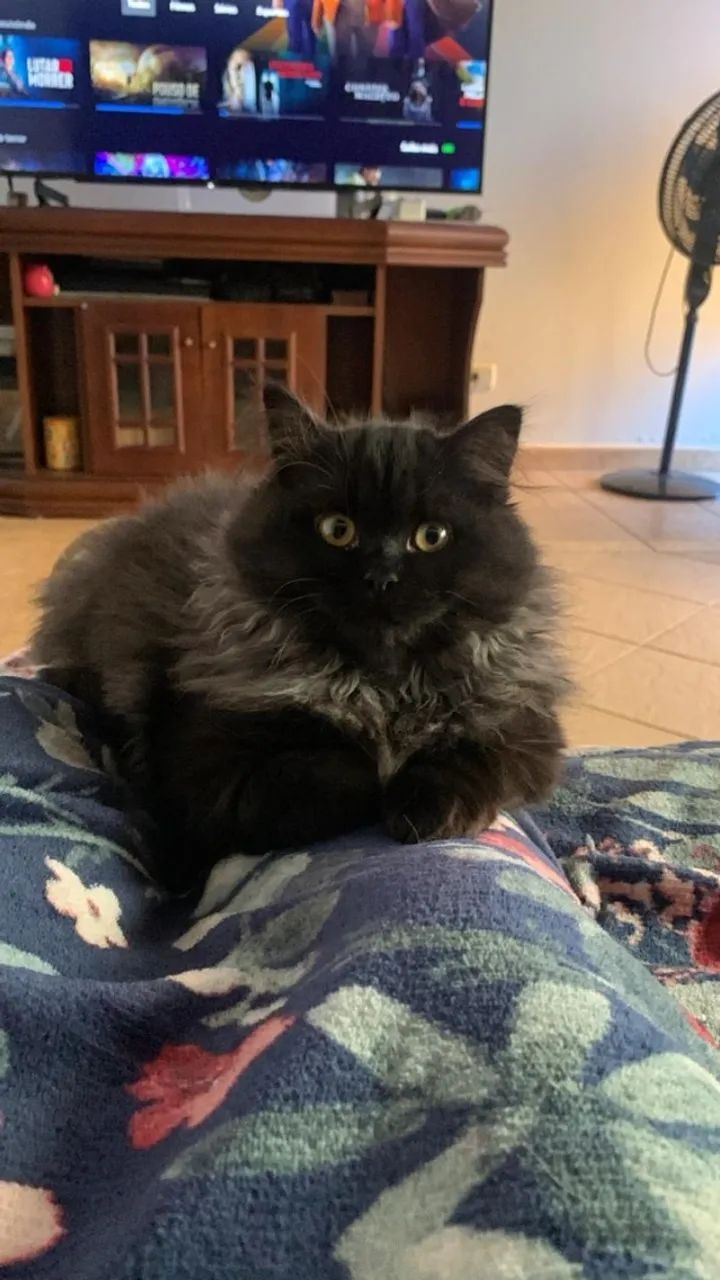 Linda gatinha filhote de persa com angorá - Foto 3