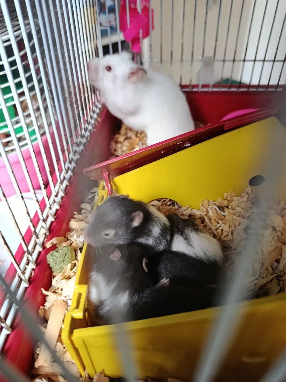 Hamster sirio - Foto 3