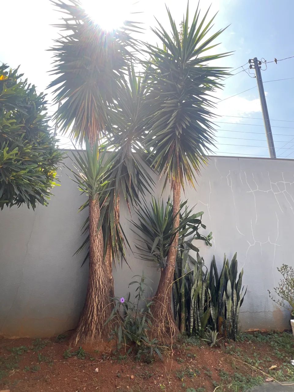 Mudas Iúcas (Yucca elephantipes ) - Foto 2