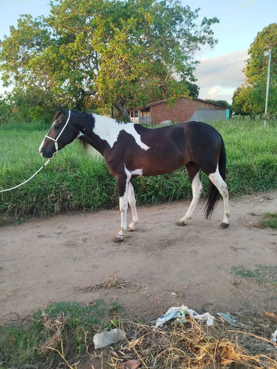 Potro  - Foto 5