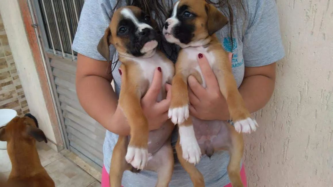 Boxer lindos filhotes 