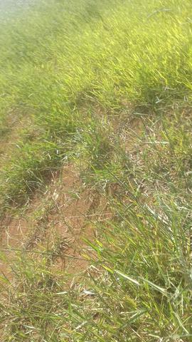 Terreno para granja condomínio enseada na represa joao penido - Foto 2