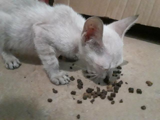 Doa-se gatinho branco - Foto 3