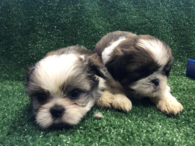 Shih tzu com pedigree e microchip