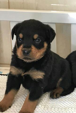 Rottweiler com pedigree e microchip