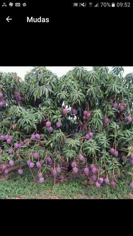 Muda enxertadas de frutíferas preço de atacado a partir de 10$ - Foto 2