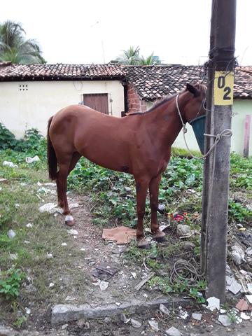 Eguá mistiça de quarto de milha faço rolo também - Foto 5