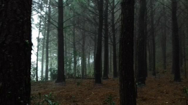 Propriedade Rural em São Francisco de Paula/RS - Rincão dos Kroeff - Foto 7