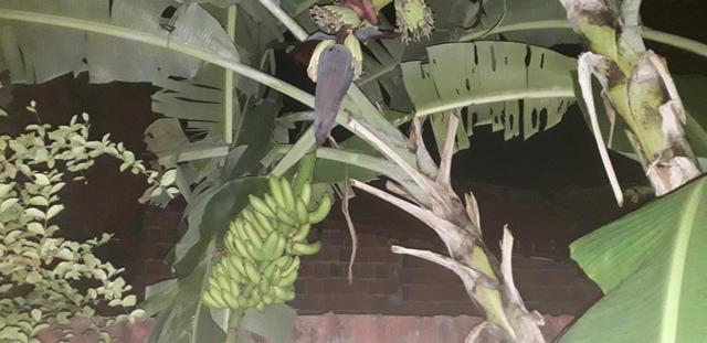 Muda de banana maça