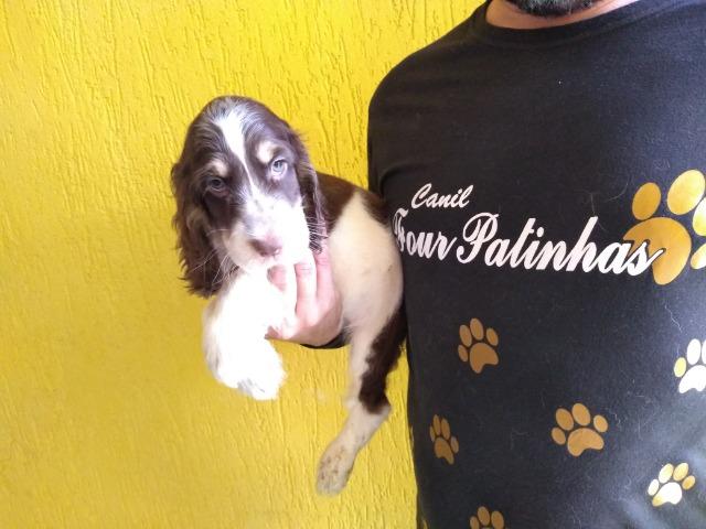 Cocker Spaniel Inglês