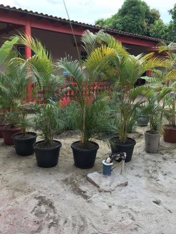 Palmeiras Areca Bambu - Foto 2