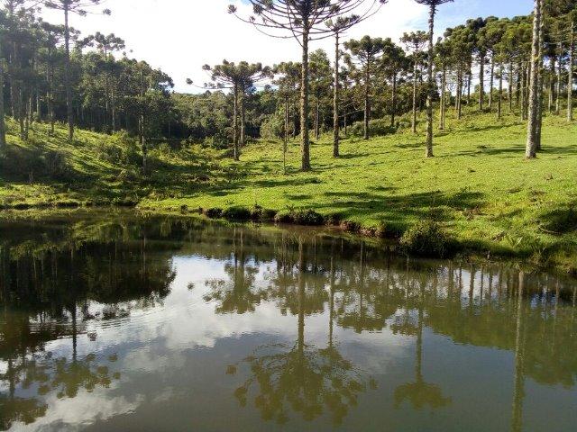 Propriedade Rural em São Francisco de Paula/RS - Rincão dos Kroeff - Foto 8